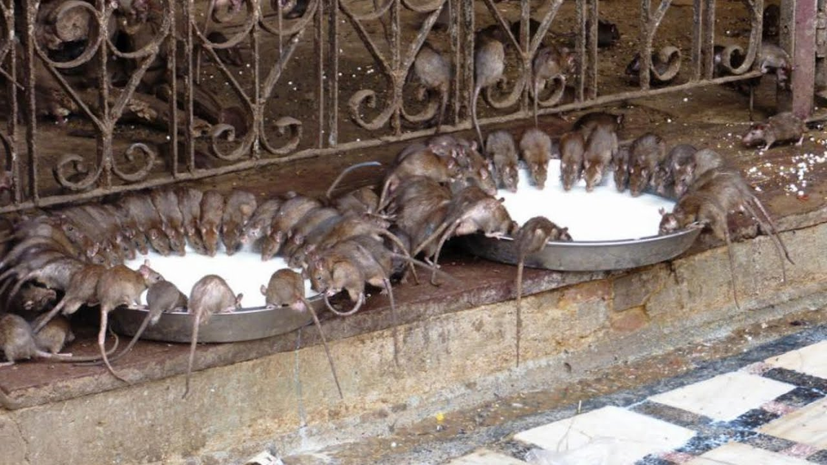 Раджастхан – крупнейший и самый красочный штат Индии